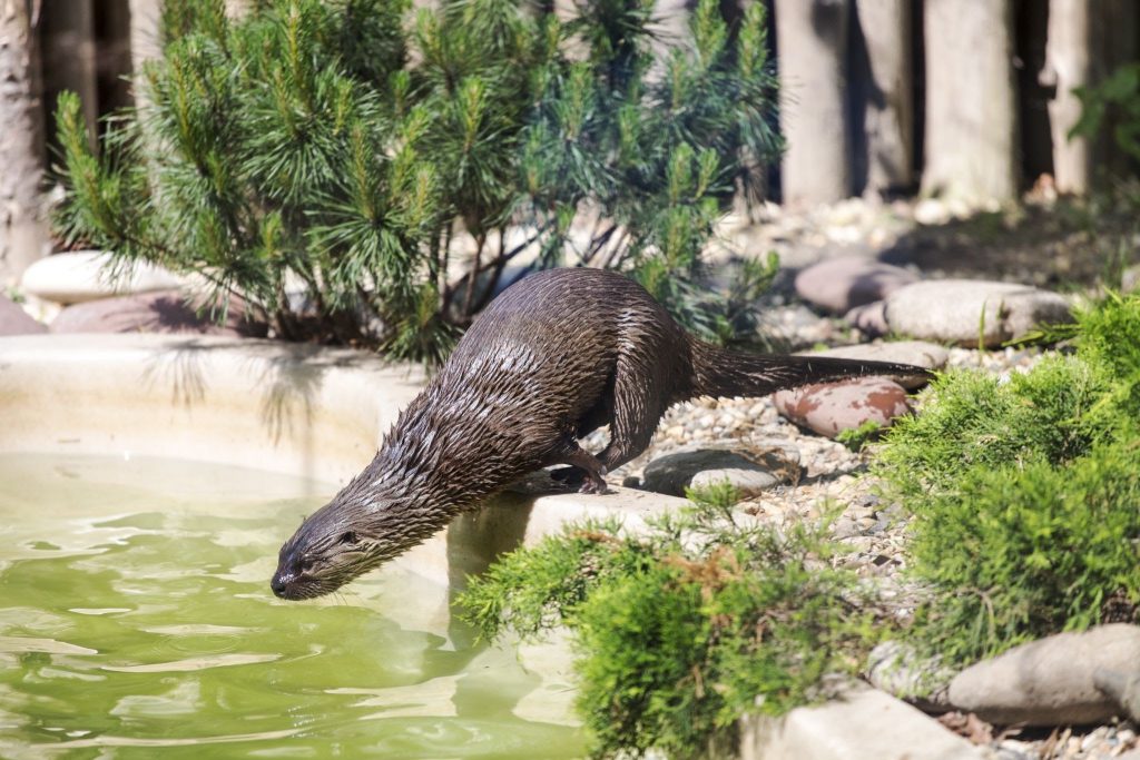 otter in providence